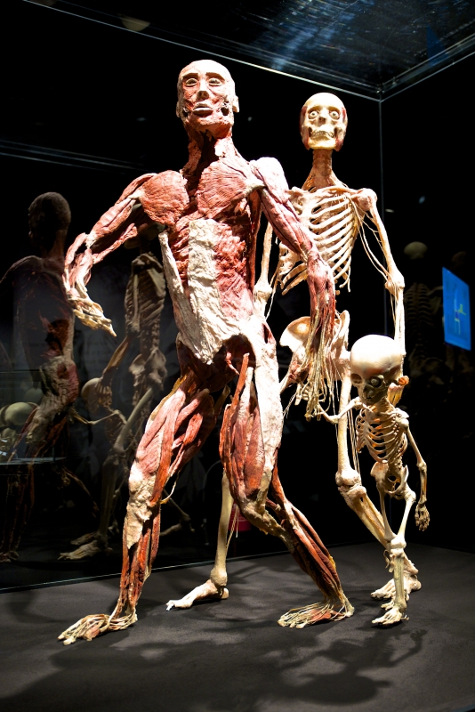 Familjen.%20Foto%20Stefan%20Mobark. - Upptäck hur riktiga, donerade kroppar ser ut på insidan