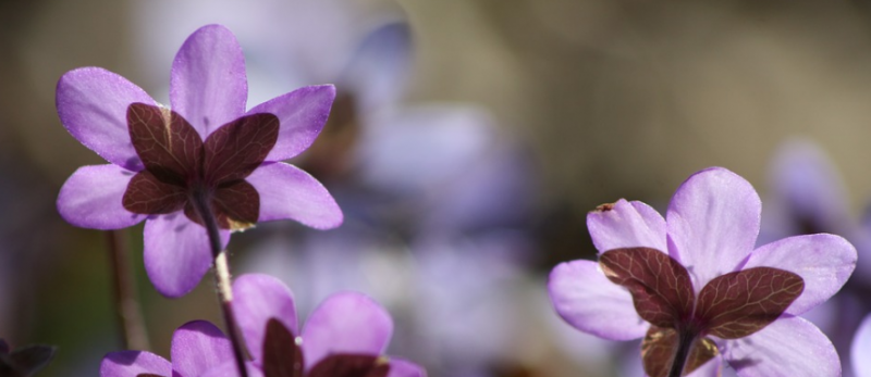 Ska%CC%88rmavbild%202017-02-08%20kl.%2015.06.23 - 6 tips till pollenallergikern!