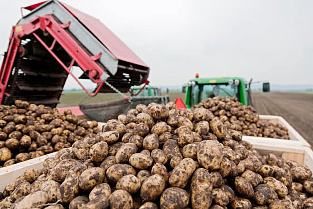potatis_skord - Potatis för hälsa och raketbränsle vid träning – 10 fördelar och gott recept