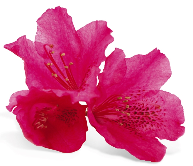 Alpenrose.jpg sites/default/files/Alpenrose.jpg