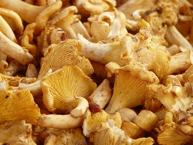 chanterelles-9357_640.jpeg sites/default/files/chanterelles-9357_640.jpeg