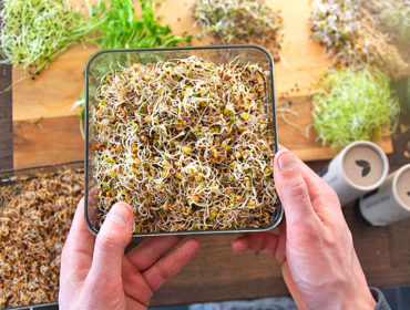 Groddjonas_ekoblandning_start