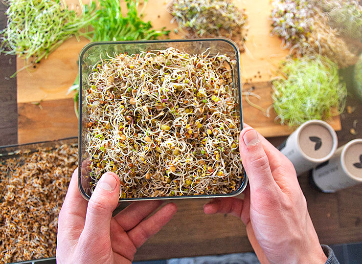 Groddjonas_ekoblandning_start