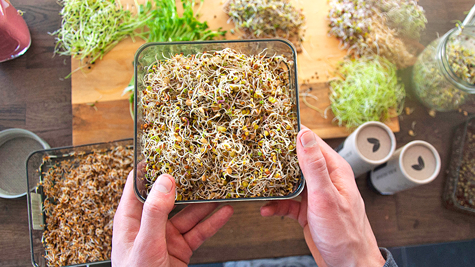 Groddjonas_ekoblandning_start