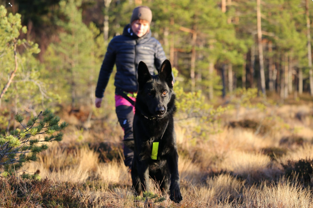 Midjebelt2-1024x680 - vandra med hund