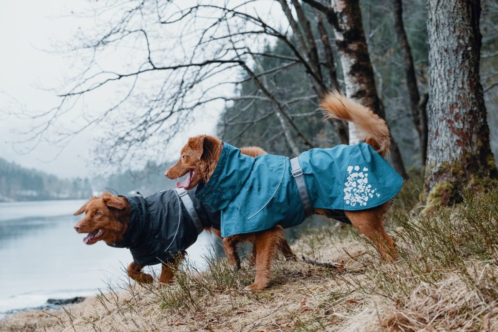 Raincoat-1024x683 - vandra med hund