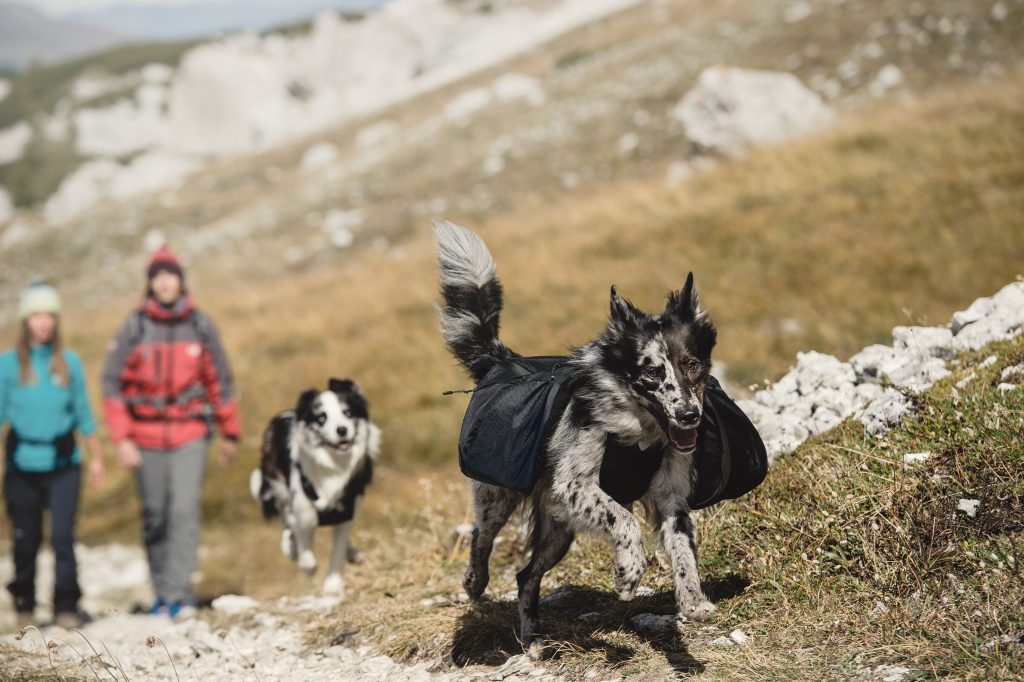 bag-huvudbild-1024x682 - vandra med hund