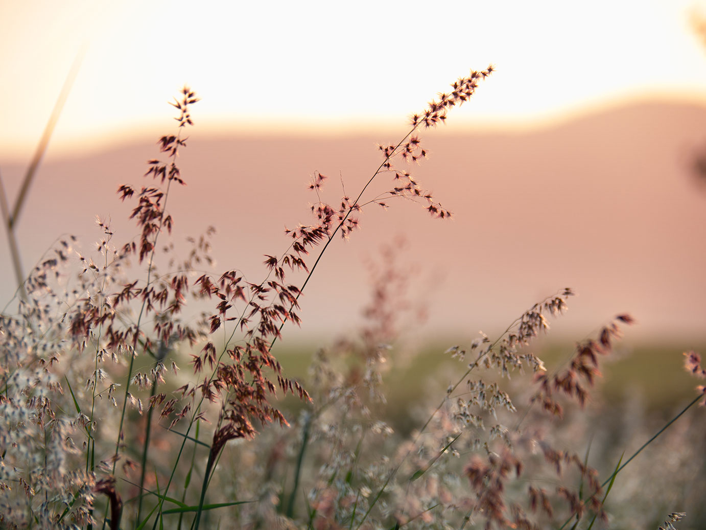 falt_gras - naturlig hälsa