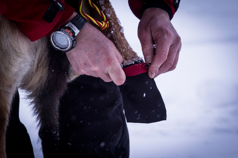 Sockor - Skidåkning med hund