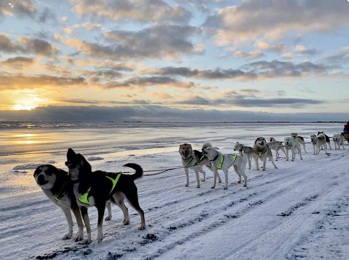dragsele-2 - Skidåkning med hund