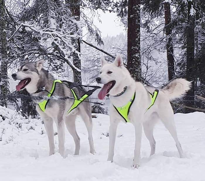 dragsele1 - Skidåkning med hund