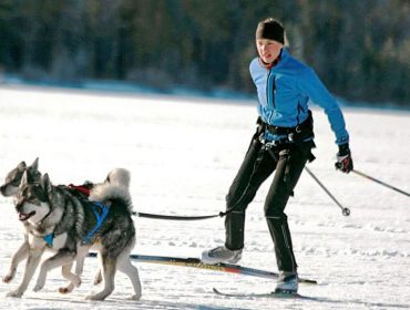 skidor_hund-960x540-1