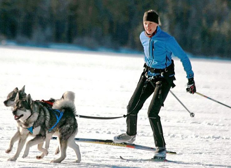 skidor_hund-960x540-1