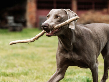 hund