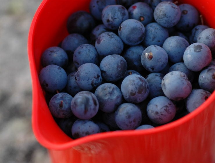 Slånbär: Vårt nya superbär