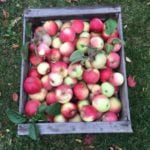 Så gör du egen äppelmos