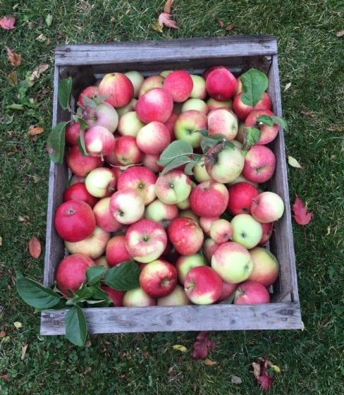 Så gör du egen äppelmos