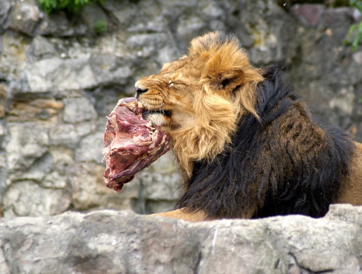 Kaloritabell: Kött och fisk