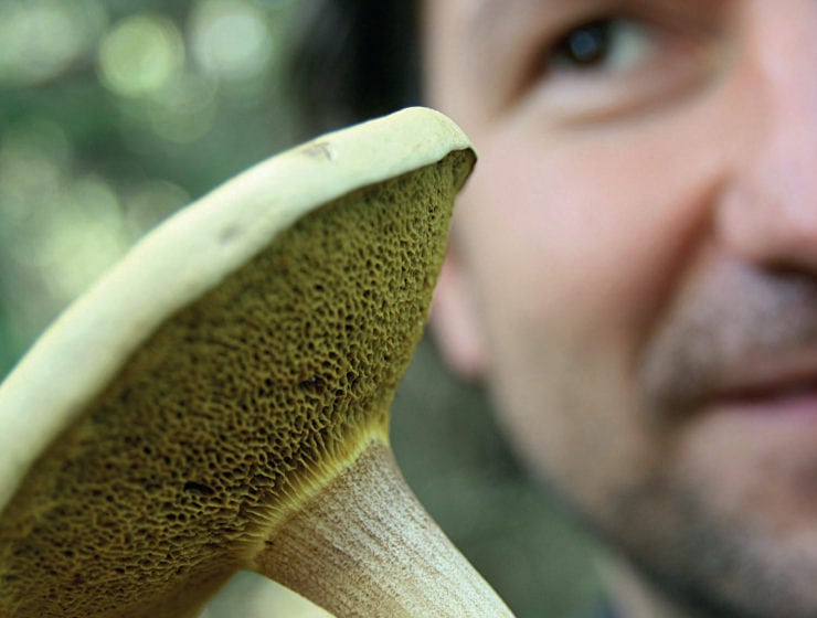 Nytta & nöje med skogssvampen