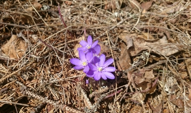 20170504_205703_0