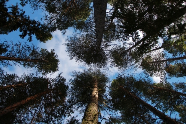IMG_4936_1_0 - Energiboost i naturen