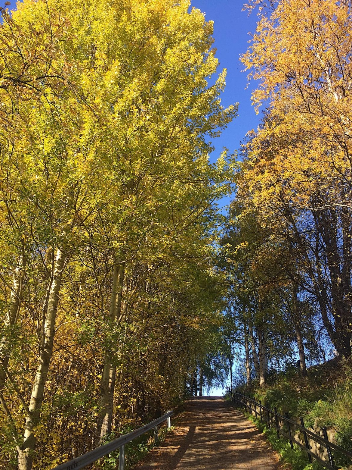 Man blir glad av hösten