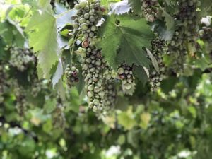 semester6-300x225 - Bäst mat för din ålder!