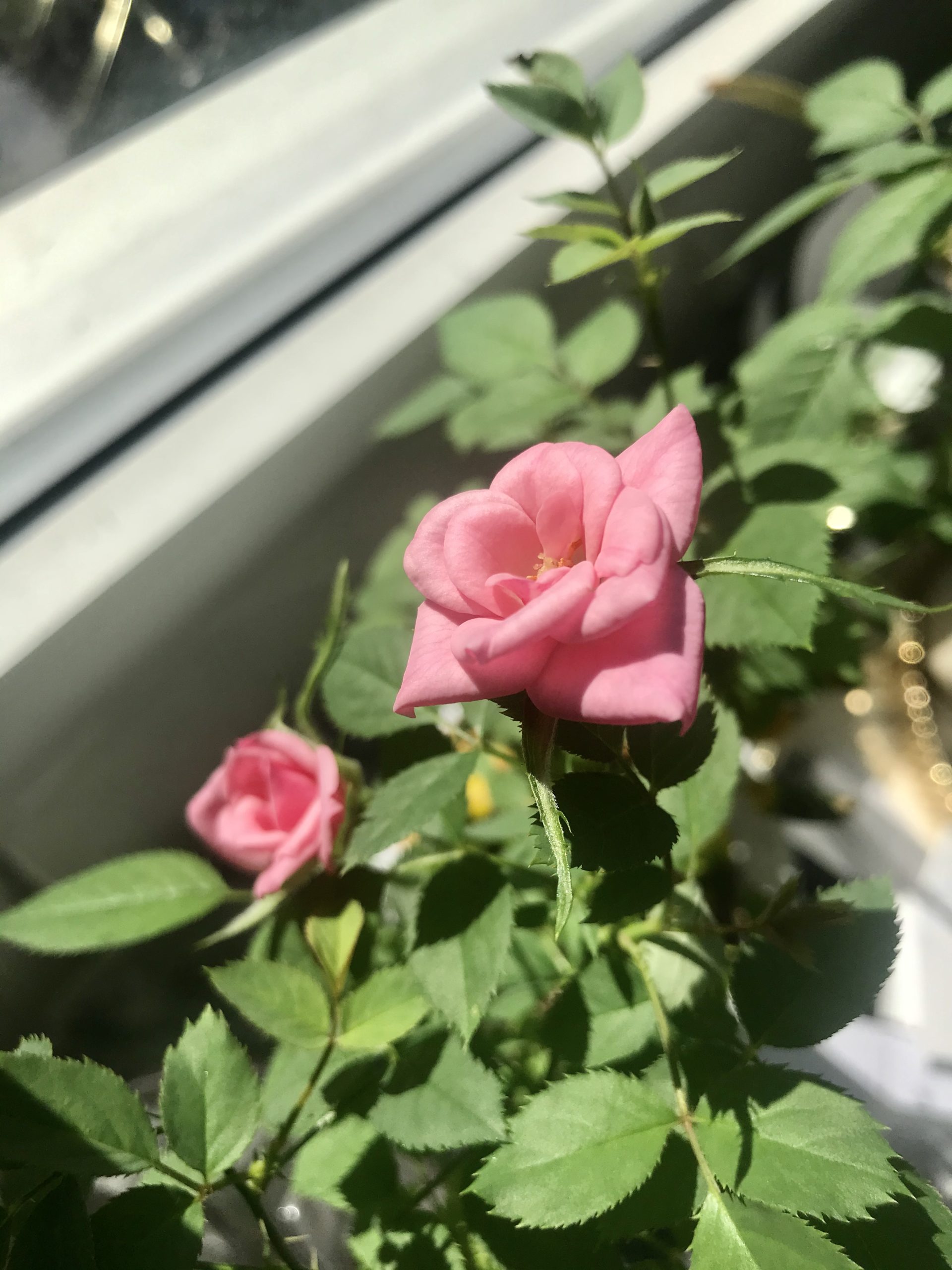 IMG_0498-scaled - veckans lista