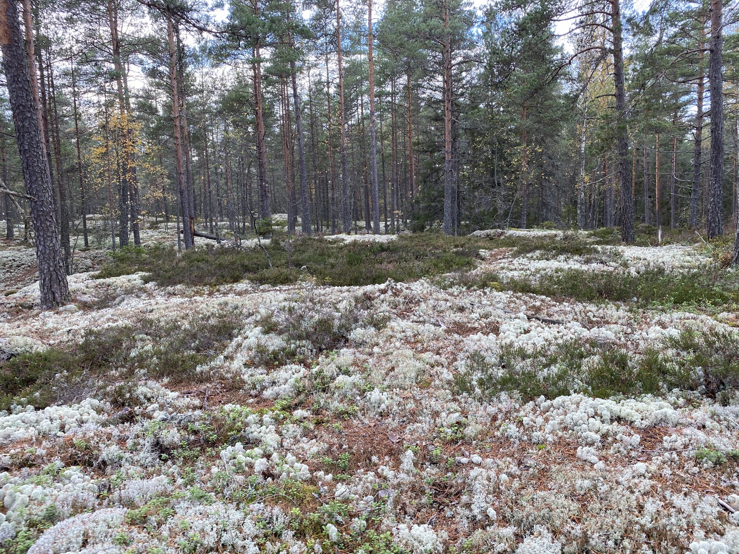 6B967E81-6335-4C8D-977F-C58818CCD0FD-scaled - naturen