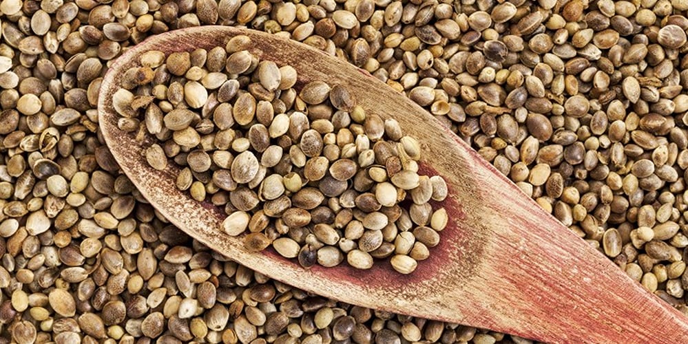 hampa protein veganskt