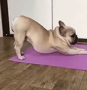 funny-animals-dog-yoga-mood-doggo-stretch-pup-stretching-yoga-dog - Fitnesstrender 2019