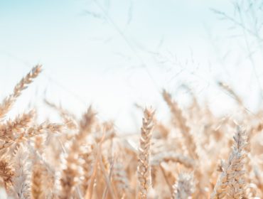 photo-1532011310047-fe7324590430