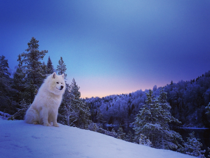 IMG_20161217_153045 - En trogen träningskompis och vän