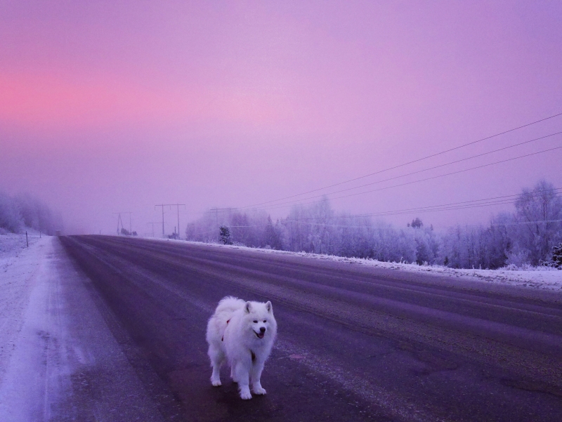 IMG_20161218_093419 - En trogen träningskompis och vän