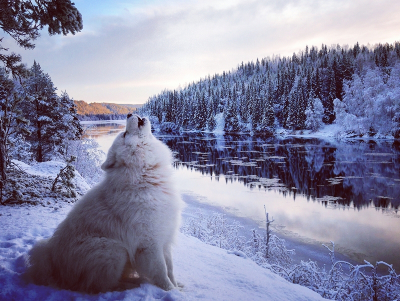 IMG_20161226_142931_796 - En trogen träningskompis och vän