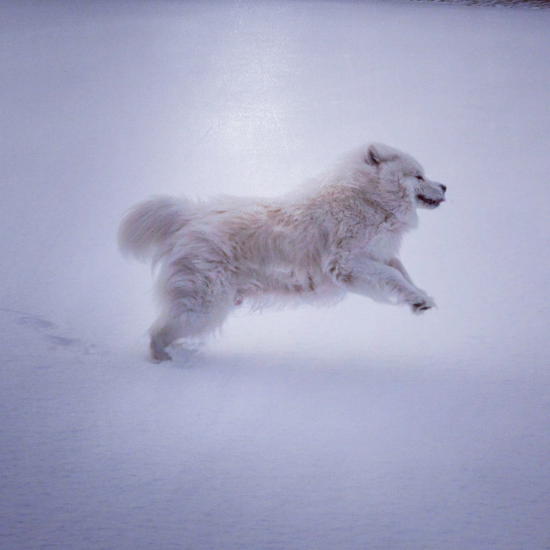 IMG_20161228_134855_600 - En trogen träningskompis och vän