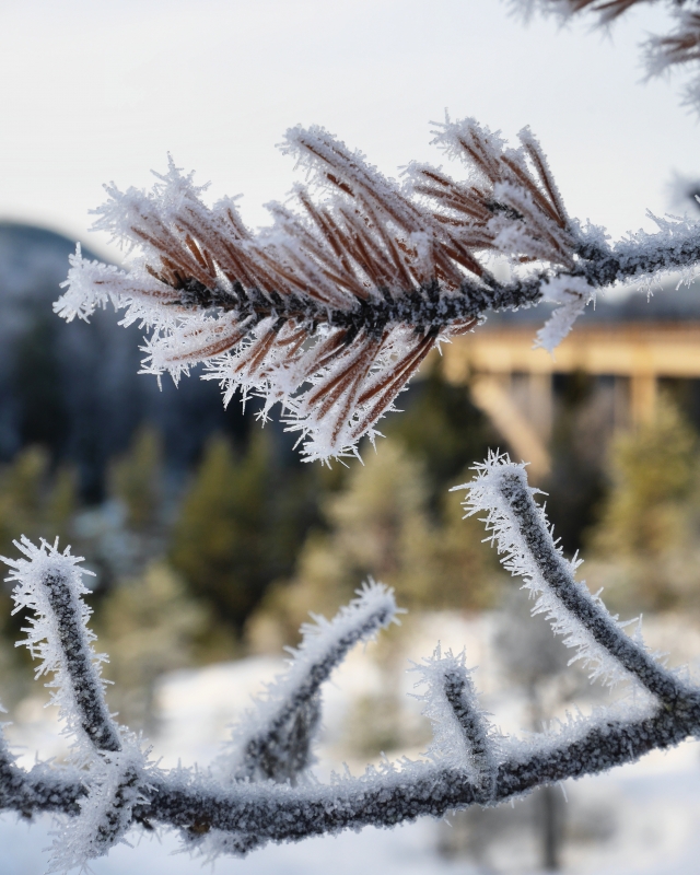 IMG_20170128_135040_032 - Introvert