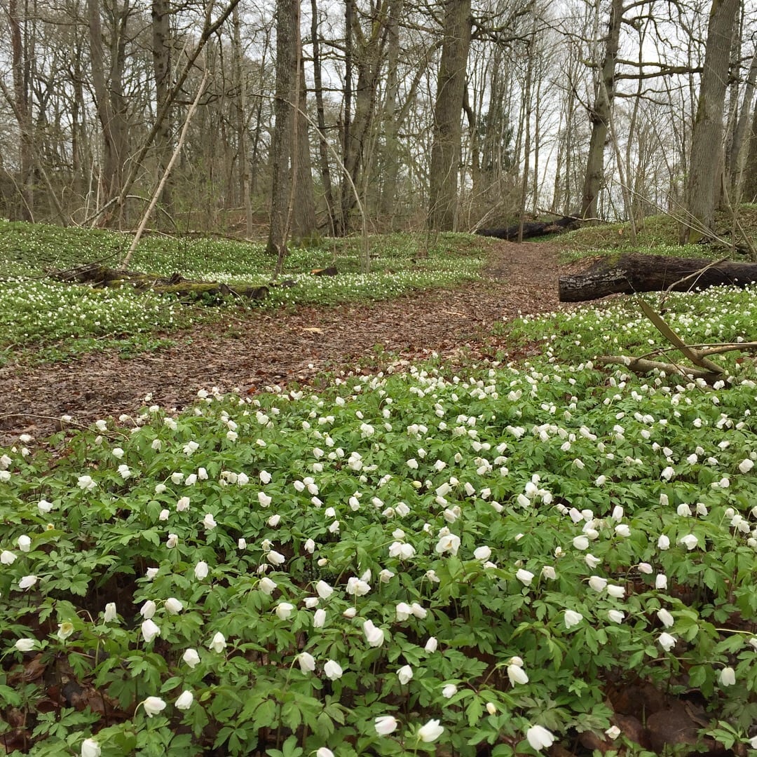 01FDF578-4164-4918-824A-69092E1EE896 - Det vita guldet...