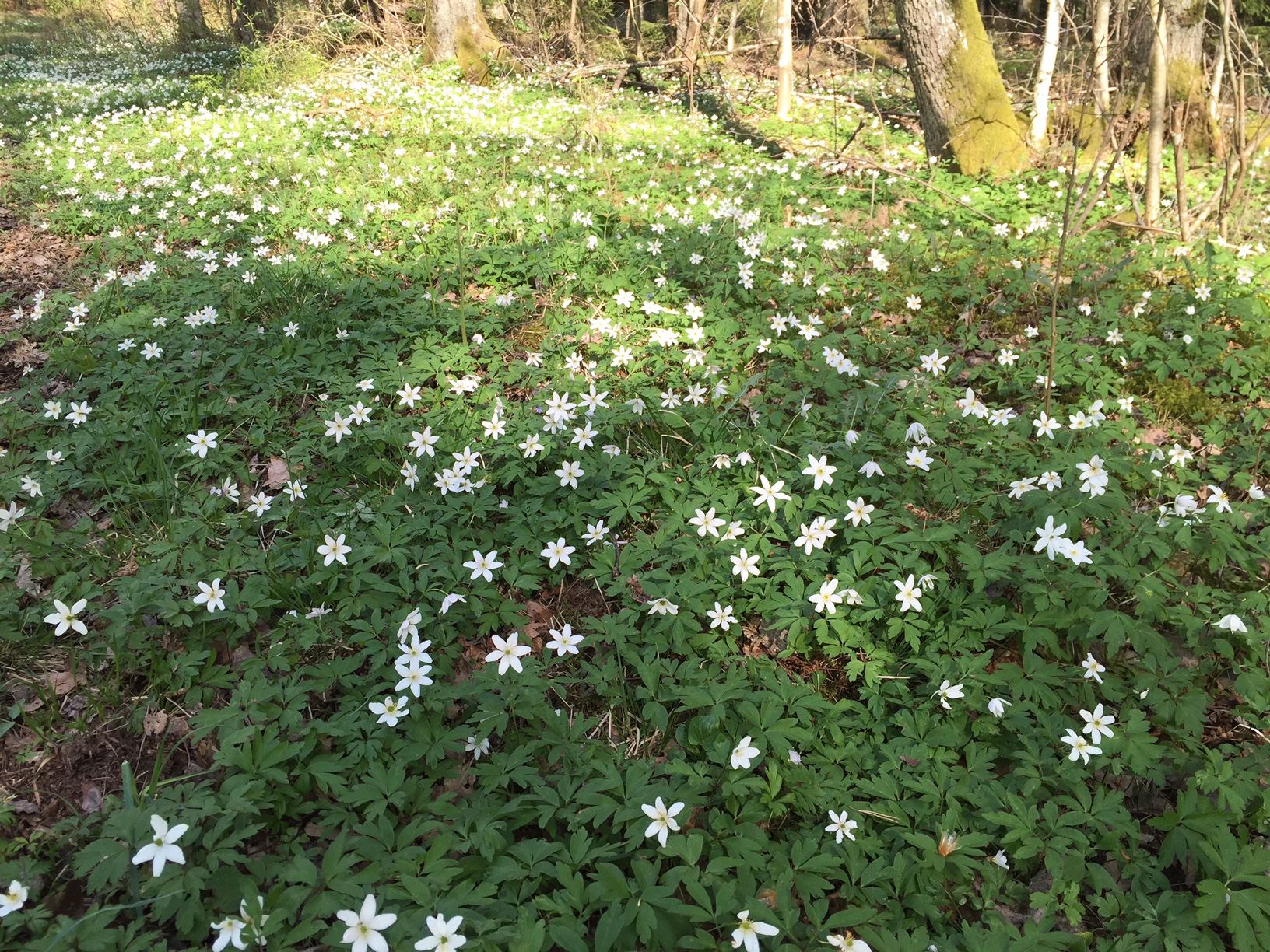 160508 Löpning vitsippor