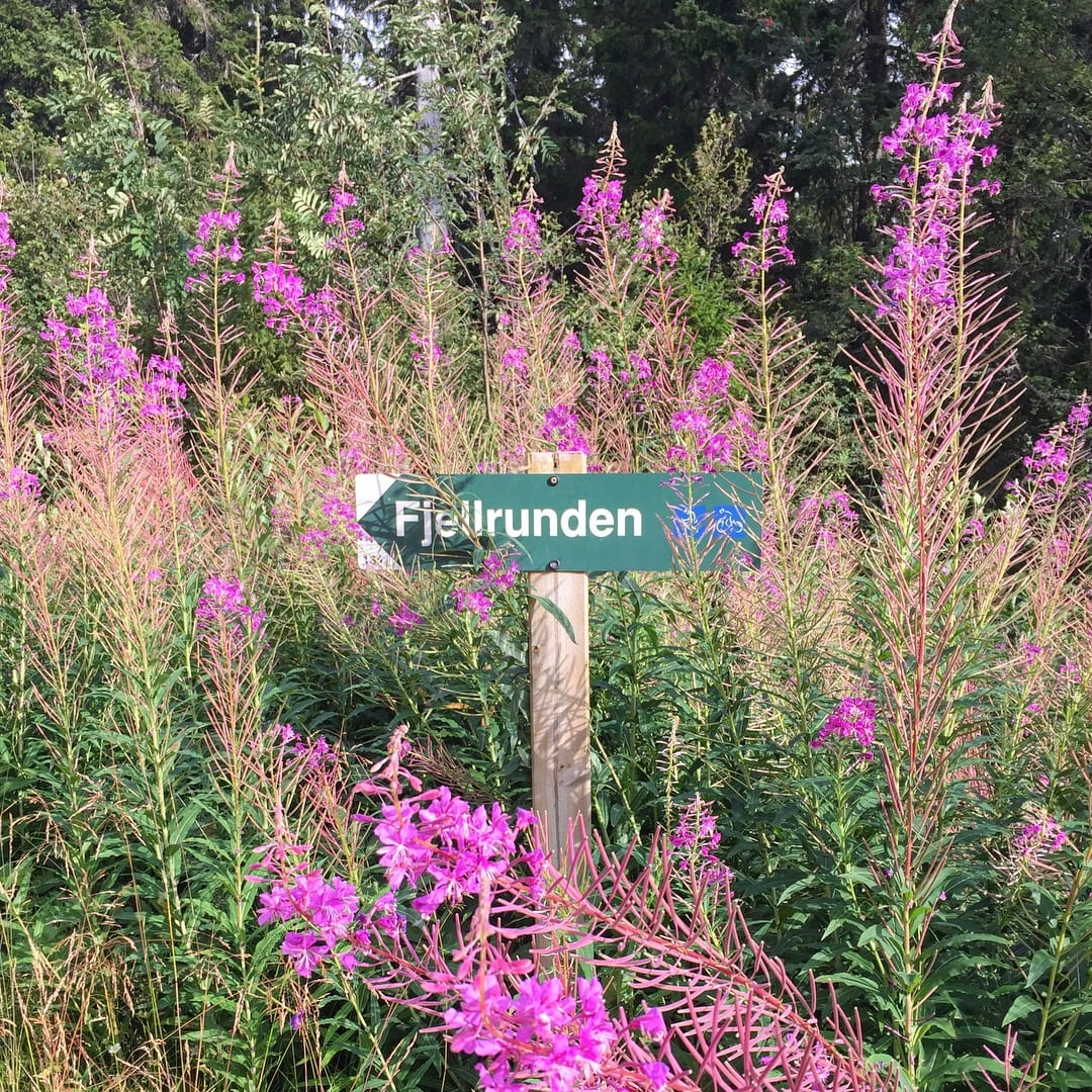 Fjellrundan Trysilfjellet