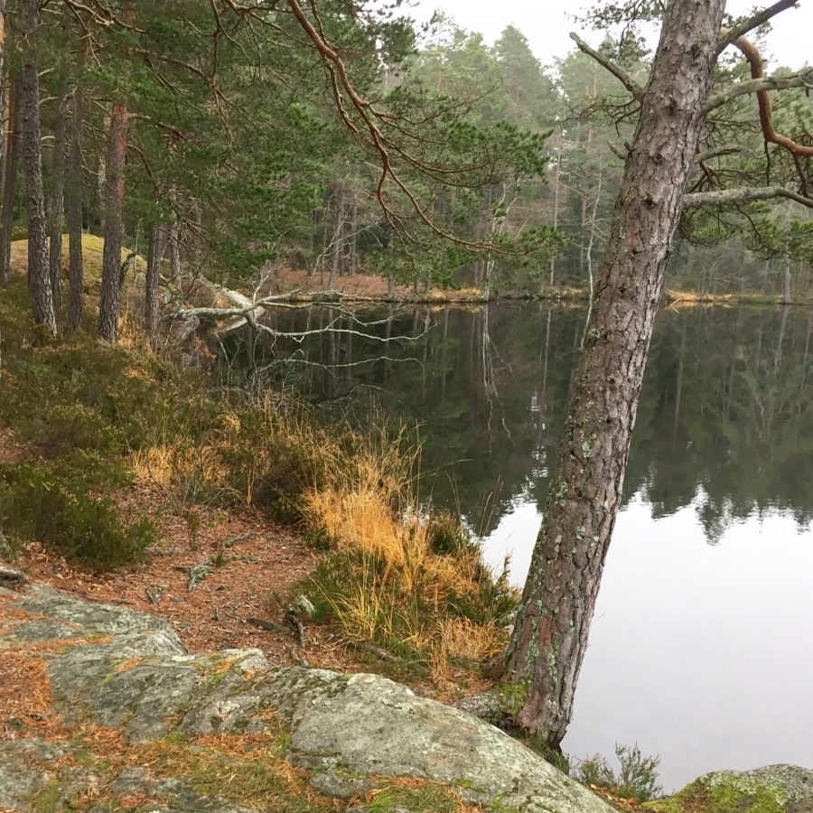 29E44BFA-DD1B-4953-BB38-EFC84DDAEACE-e1509881014984 - 1 vecka kvar...