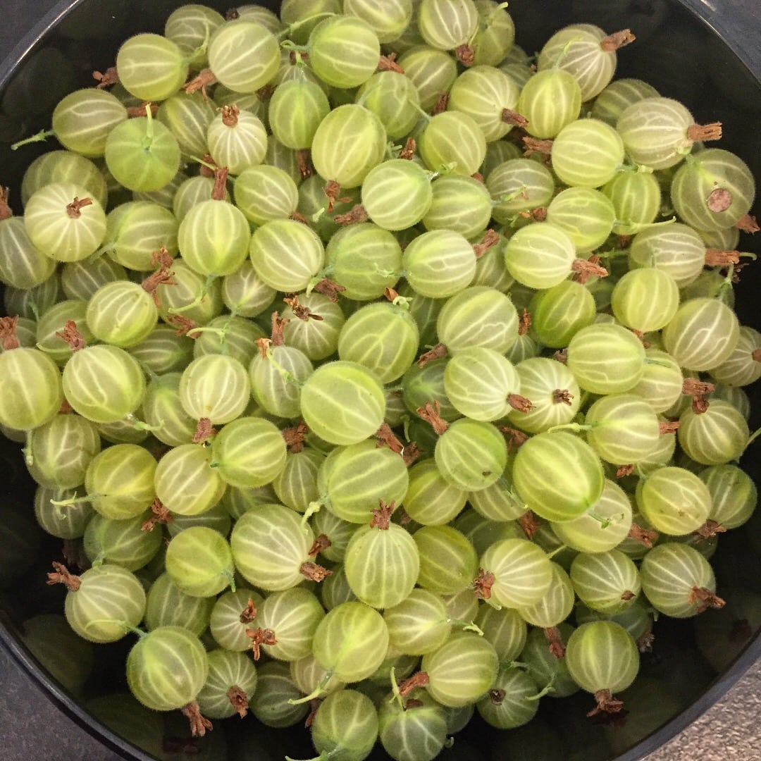 Gooseberry