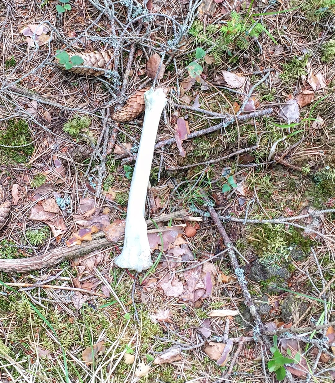 5FD6356F-A38D-4508-A54C-8D66EE77D25D - Trail på riktigt