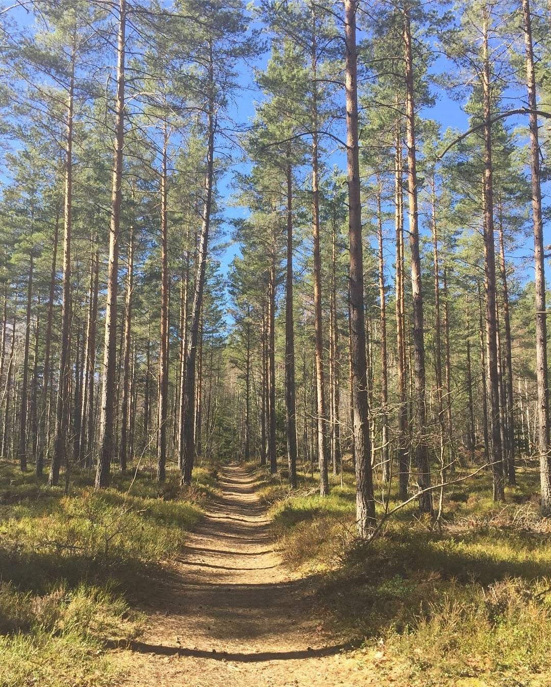 681D73B6-A57D-47D5-B045-49C797B7753F - Balsam för själen