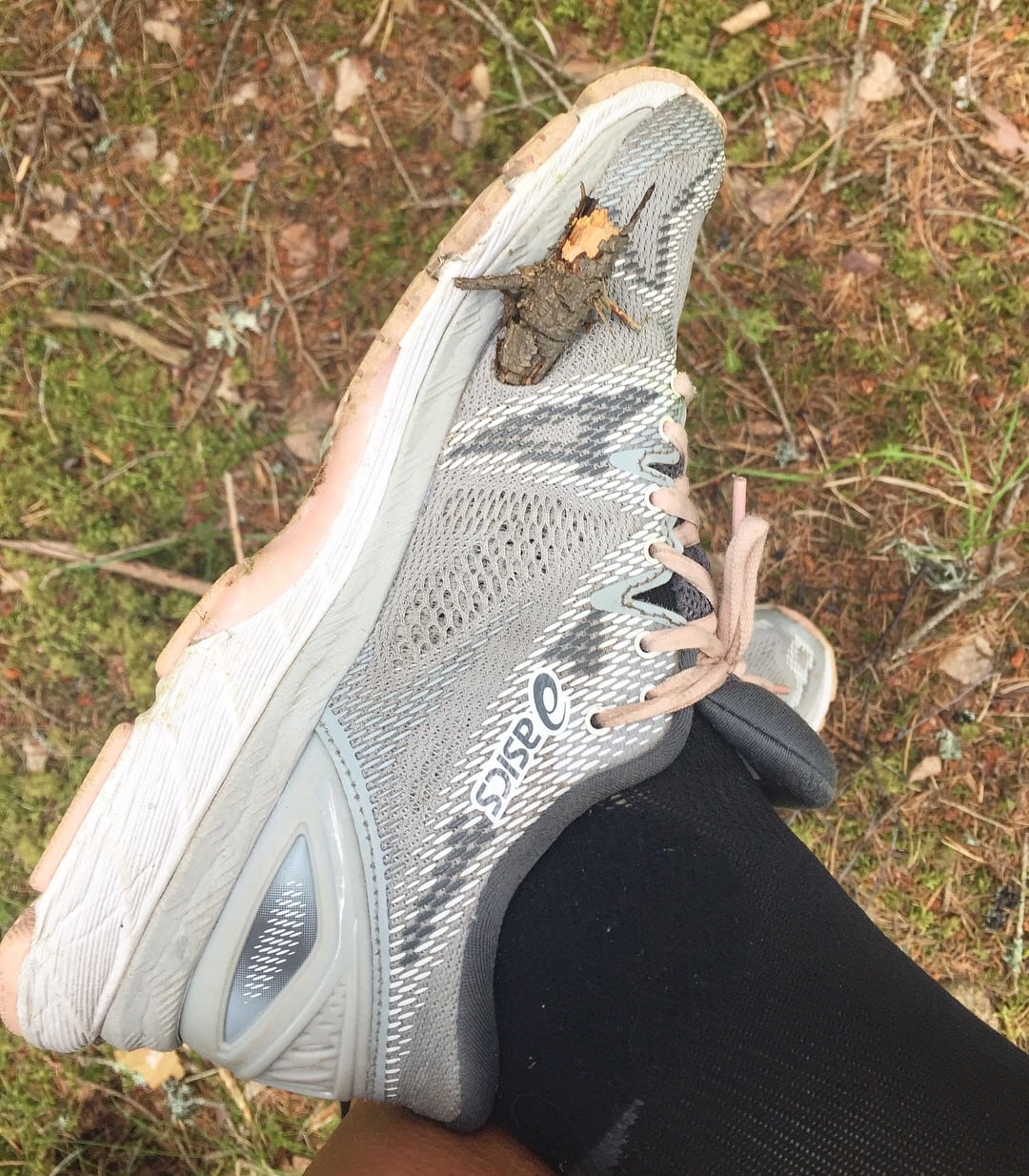 7A62B173-C62B-4442-B101-E1DD0AFDB1F0 - Trail på riktigt