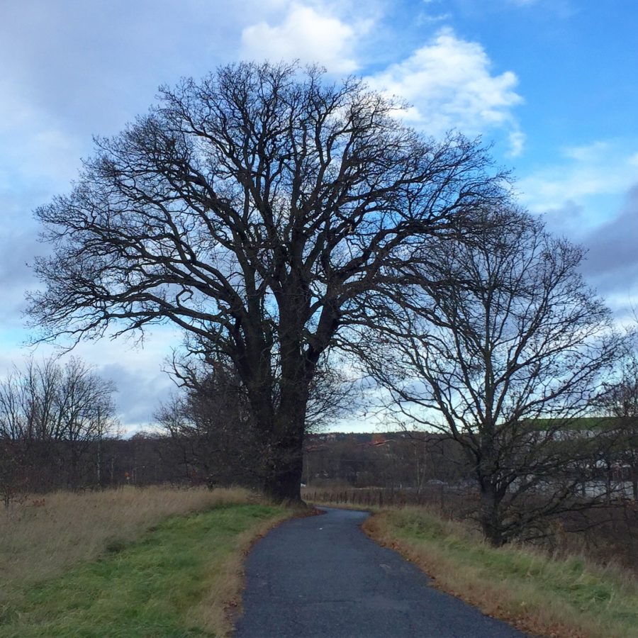 823867CD-62A6-4560-B96A-8449B63FA3F7-e1511019116522 - Efter regn kommer sol...