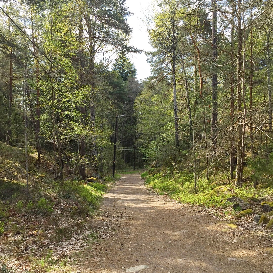 Morgonpass i ”min” gröna skog