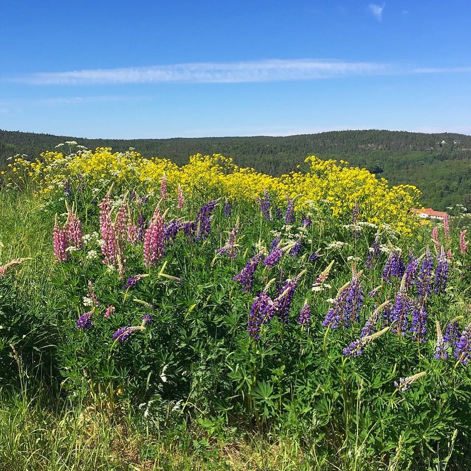 9510EB06-201B-4DB9-957F-6B197A80896A - Ska du inte ta ett glas ändå...