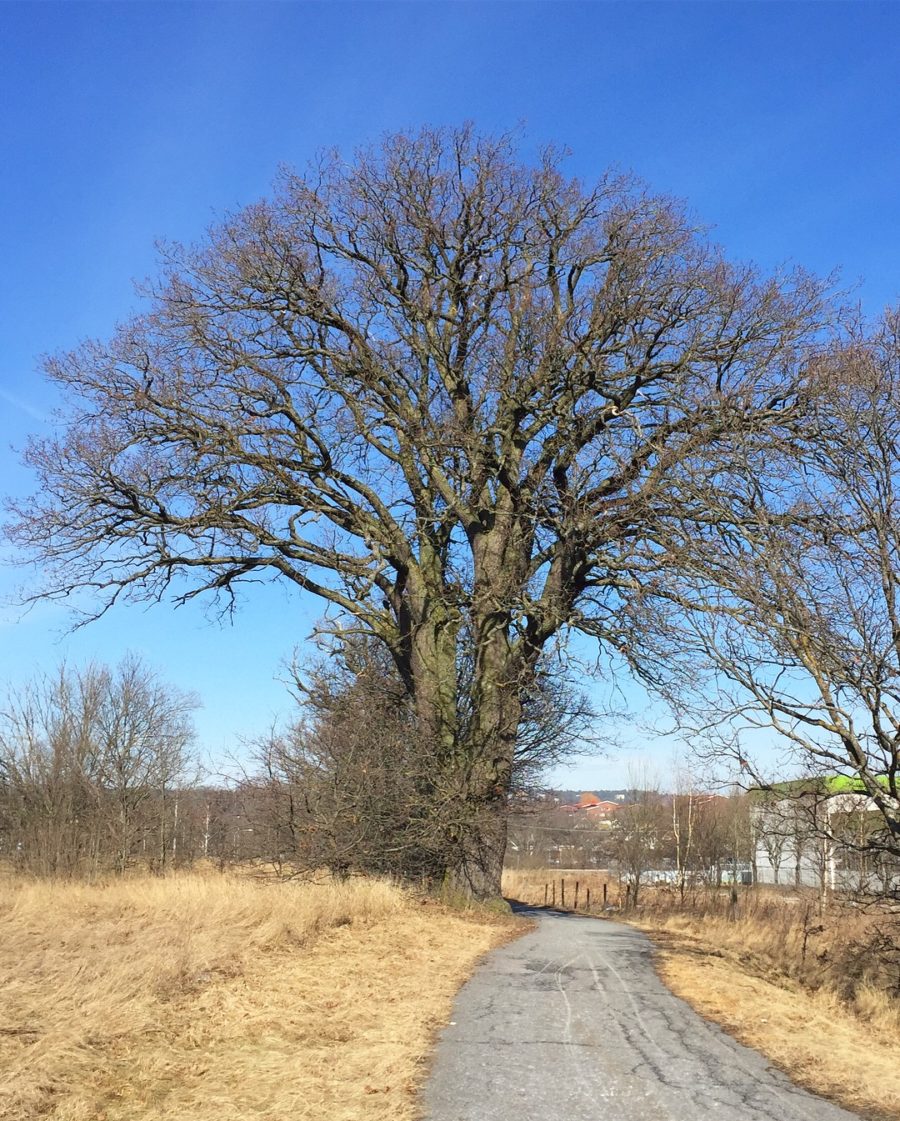 AB054A0D-569D-443D-84A2-BC76A91B8CAA-e1521815084648 - Fredagshopp i solen