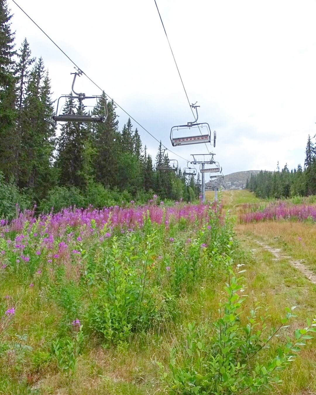 BA1469A3-122A-4E5C-AA59-FA8C8B41559F - Slalombackslöpning